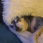 Leo participe au concours pour gagner de l'argent avec cette photo : animal, blanket, comfort, couch, cozy, cute, dog, domestic, fur, fur_covering, indoor, napping, paw, pet, relaxation, resting, sleeping, snuggled, soft, warm