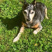 Leo participe au concours pour gagner de l'argent avec cette photo : dog, grass, outdoor, sunlight, animal, pet, relaxed, mottled_coat, nature, greenery, canine, laying_down, daylight, shadow, ear, muzzle, fur, snout, paw, small_flower