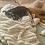 dog, blanket, indoor, cozy, sleeping, plush_toy, carpet, furniture, resting, pet, canine, soft_texture, brown, black, white, floor, cushion, home, relaxing, comfort