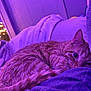 Marvin joined the competition — help win amazing prizes! animal, bedroom, blanket, cat, closeup, cozy, fur, indoor, lights, nighttime, orange_cat, pet, purple_light, relaxing, resting, sleepy, soft_texture, tabby, whiskers, window