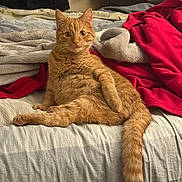 Marvin joined the competition — help win amazing prizes! cat, orange_tabby, bed, blanket, furniture, indoor, cozy, pet, animal, fur, tail, curious, sitting, domestic, mammal, whiskers, relaxed, comfort, home, cute