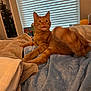 Marvin is registered to the contest to win money with this photo: animal, bed, blanket, blue_blanket, cat, cozy, curious, cute, feline, fur, home, indoor, orange_tabby, pet, relaxed, resting, soft_texture, tongue_out, warm_lighting, window_blinds