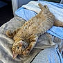 cat, orange_tabby, pet, animal, feline, indoor, blanket, bed, cozy, stretching, paws, curious, playful, fur, whiskers, relaxed, looking_up, home, soft, cute