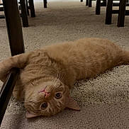 Marvin joined the competition — help win amazing prizes! animal, carpet, cat, chair_legs, cozy, curious, cute, domestic, floor, furniture, home, indoor, looking, orange_tabby, paw, pet, playful, relaxed, upside_down, wood