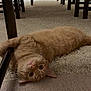 animal, carpet, cat, chair_legs, cozy, curious, cute, domestic, floor, furniture, home, indoor, looking, orange_tabby, paw, pet, playful, relaxed, upside_down, wood