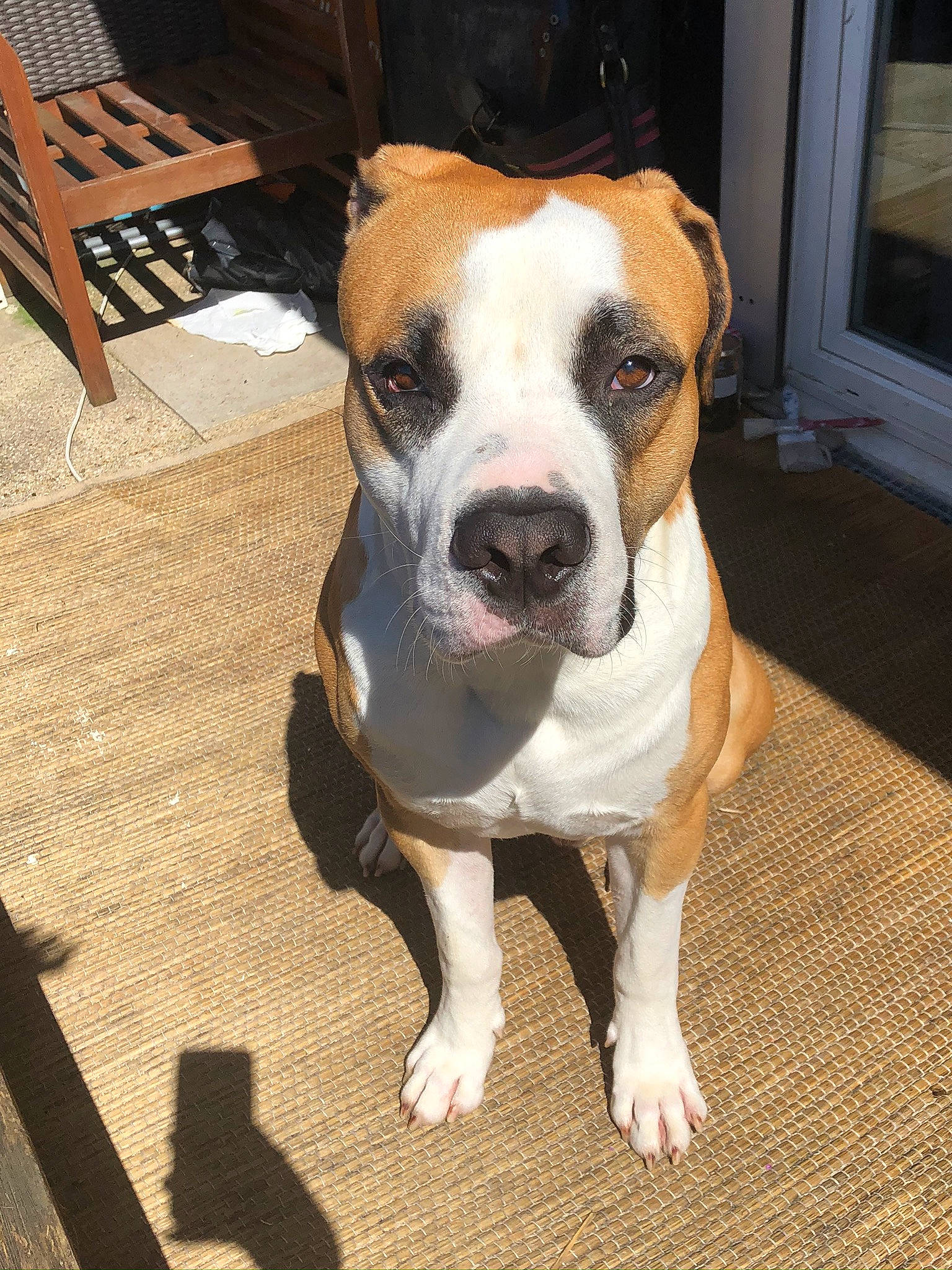 Koba participe au concours pour gagner de l'argent avec cette photo : canidae, carnivore, collar, companion_dog, dog, dog_breed, dog_collar, fawn, flooring, fur, hardwood, molosser, non_sporting_group, paw, sporting_group, whiskers, window, wood, working_animal, working_dog