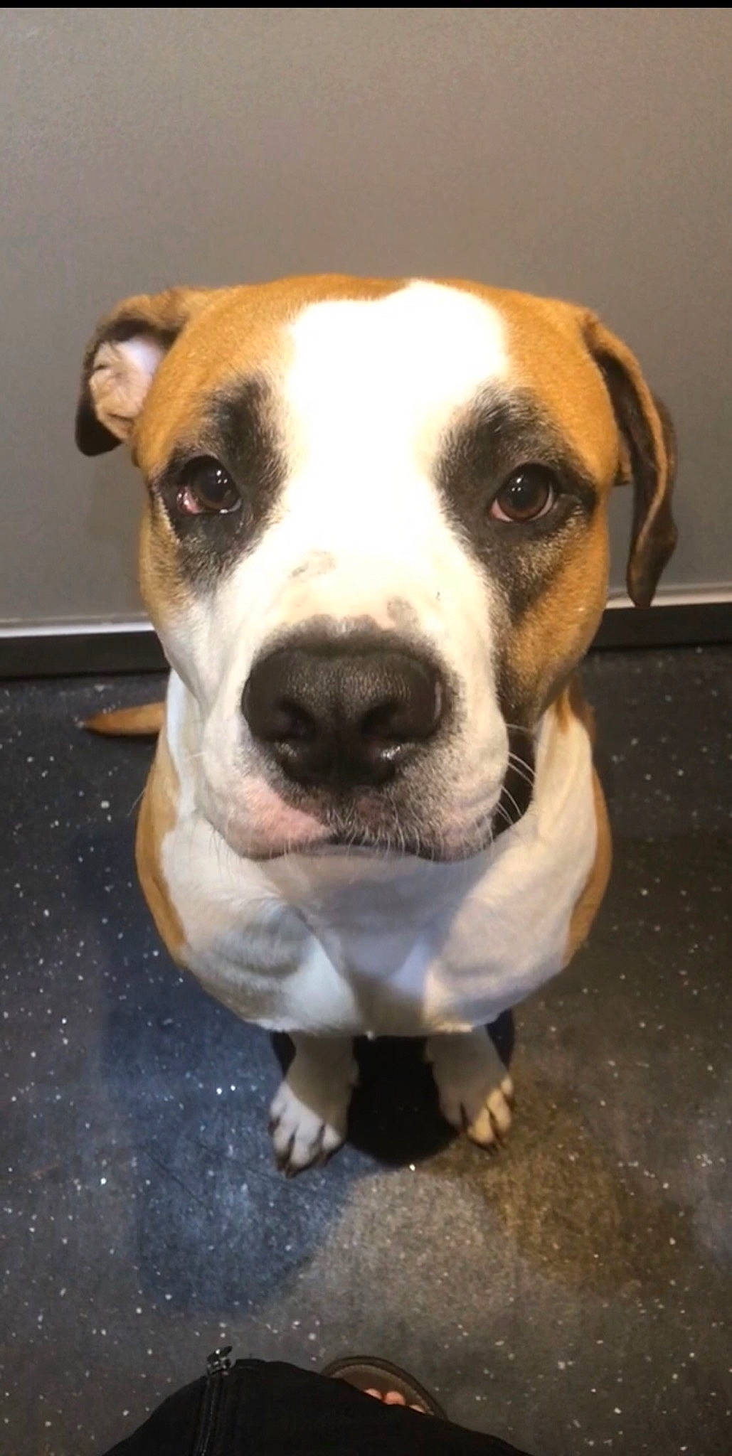 Koba a rejoint le concours — aidez-le/la à gagner de superbes lots ! ancient_dog_breeds, canidae, carnivore, collar, companion_dog, dog, dog_breed, dog_collar, fawn, fur, giant_dog_breed, hunting_dog, non_sporting_group, pet_supply, snout, sporting_group, terrier, whiskers, working_animal, working_dog