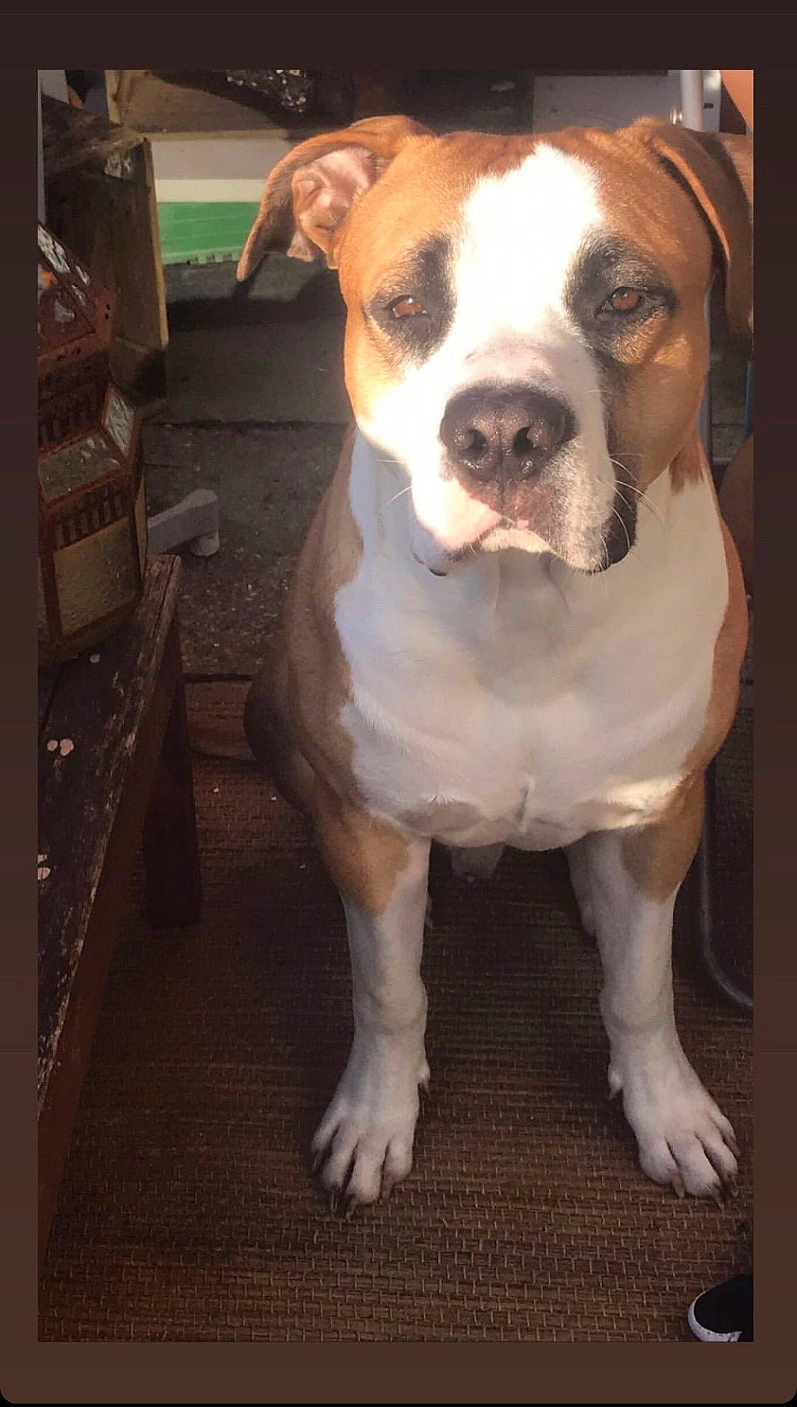 Koba participe au concours pour gagner de l'argent avec cette photo : canidae, carnivore, carton, companion_dog, dog, dog_breed, dog_collar, fawn, flooring, fur, molosser, plant, shipping_box, snout, sporting_group, whiskers, window, wood, working_animal, working_dog