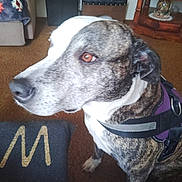 Colby is registered to the contest to win money with this photo: dog, brindle, indoor, carpet, furniture, harness, pet, canine, brown, white, decor, table, clock, couch, curious, close_up, animal, domestic, living_room, portrait