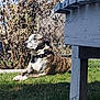 Colby is registered to the contest to win money with this photo: dog, brindle, outdoor, grass, sunlight, fence, bench, garden, relaxed, pet, nature, animal, daylight, peaceful, canine, collar, summer, shadow, resting, quiet