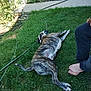 Colby joined the competition — help win amazing prizes! dog, grass, outdoor, person, barefoot, garden, hose, plants, side_view, brindle, relaxed, sunlight, lawn, casual, nature, summer, resting, animal, pet, human