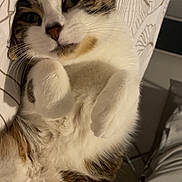 Youki a rejoint le concours — aidez-le/la à gagner de superbes lots ! cat, tabby, white_fur, paws, close_up, indoor, bed, pillow, resting, cute, sleepy, whiskers, fur, pet, animal, cozy, relaxed, domestic, comfort, curled_paws