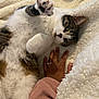 Youki a rejoint le concours — aidez-le/la à gagner de superbes lots ! cat, tabby, paw, hand, ring, blanket, cozy, fur, indoor, closeup, pet, relaxing, soft, cute, animal, resting, white, brown, pink, clothing
