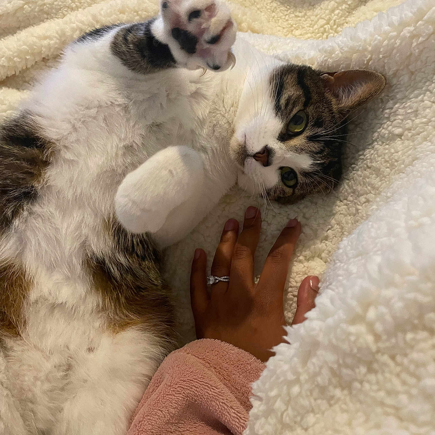 Youki a rejoint le concours — aidez-le/la à gagner de superbes lots ! animal, blanket, brown, cat, closeup, clothing, cozy, cute, fur, hand, indoor, paw, pet, pink, relaxing, resting, ring, soft, tabby, white