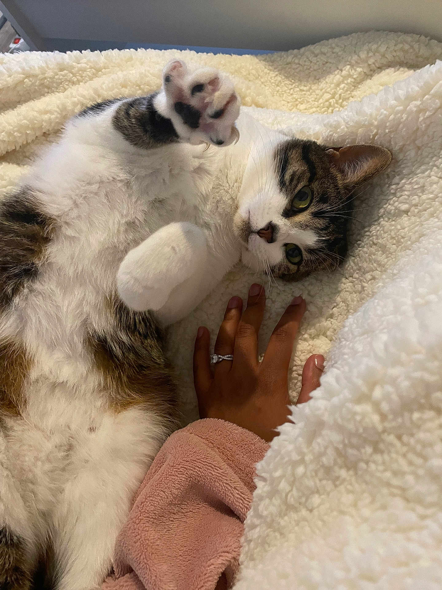 Youki a rejoint le concours — aidez-le/la à gagner de superbes lots ! cat, tabby, paw, hand, ring, blanket, cozy, fur, indoor, closeup, pet, relaxing, soft, cute, animal, resting, white, brown, pink, clothing