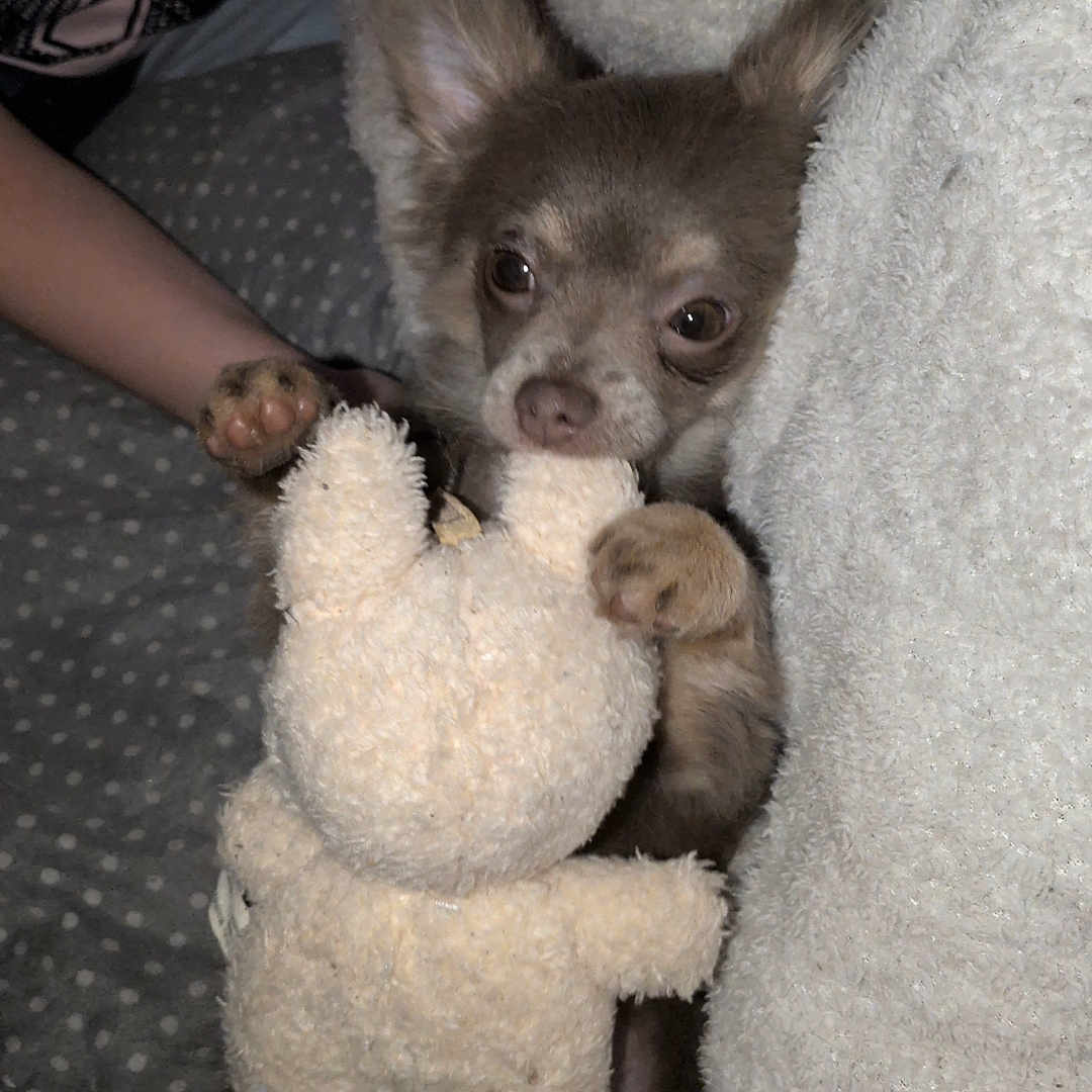 Appy participe au concours pour gagner de l'argent avec cette photo : dog, small_dog, toy, teddy_bear, plush_toy, blanket, cozy, fur, paw, ears, lying_down, indoor, person_arm, pink_shirt, cute, pet, resting, bed, comfort, animal