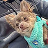 Appy participe au concours pour gagner de l'argent avec cette photo : blue_sky, casual, clothing, companionship, cute, dog, fluffy, furry, harness, hoodie, lap, outdoor, person, pet, portrait, puppy, relaxed, small_dog, sunlight, turquoise