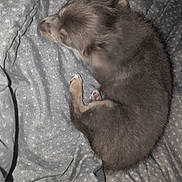 Appy a rejoint le concours — aidez-le/la à gagner de superbes lots ! dog, small_dog, sleeping, blanket, gray_blanket, orange_blanket, pet, fur, cute, cozy, resting, indoors, animal, canine, paw, snout, ears, domestic_animal, quiet, relaxation