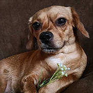 Bella is registered to the contest to win money with this photo: dog, brown_dog, flower, white_flower, couch, pet, animal, indoor, closeup, fur, paw, relaxed, cute, small_dog, canine, portrait, domestic_animal, snout, ears, whiskers
