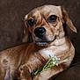 dog, brown_dog, flower, white_flower, couch, pet, animal, indoor, closeup, fur, paw, relaxed, cute, small_dog, canine, portrait, domestic_animal, snout, ears, whiskers