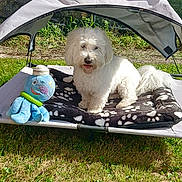 Rasta participe au concours pour gagner de l'argent avec cette photo : dog, white_dog, pet_bed, blanket, plush_toy, octopus_toy, grass, outdoor, sunny, fence, canine, pet, shade, toy, playful, relaxed, animal, daylight, backyard, leisure