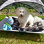 dog, white_dog, pet_bed, blanket, plush_toy, octopus_toy, grass, outdoor, sunny, fence, canine, pet, shade, toy, playful, relaxed, animal, daylight, backyard, leisure