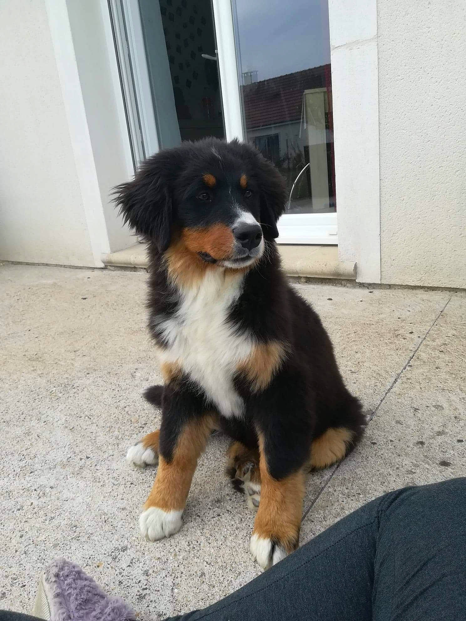Oly a rejoint le concours — aidez-le/la à gagner de superbes lots ! bernese_mountain_dog, canidae, carnivore, companion_dog, dog, dog_breed, door, fur, herding_dog, sporting_group, tail, terrestrial_animal, window, working_animal, working_dog