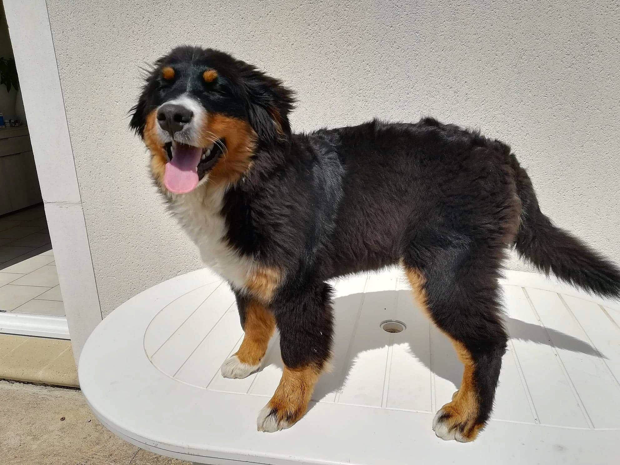 Oly participe au concours pour gagner de l'argent avec cette photo : ancient_dog_breeds, ball, canidae, carnivore, companion_dog, dog, dog_breed, fur, giant_dog_breed, guard_dog, herding_dog, paw, pet_supply, snout, sporting_group, tail, terrestrial_animal, working_animal, working_dog