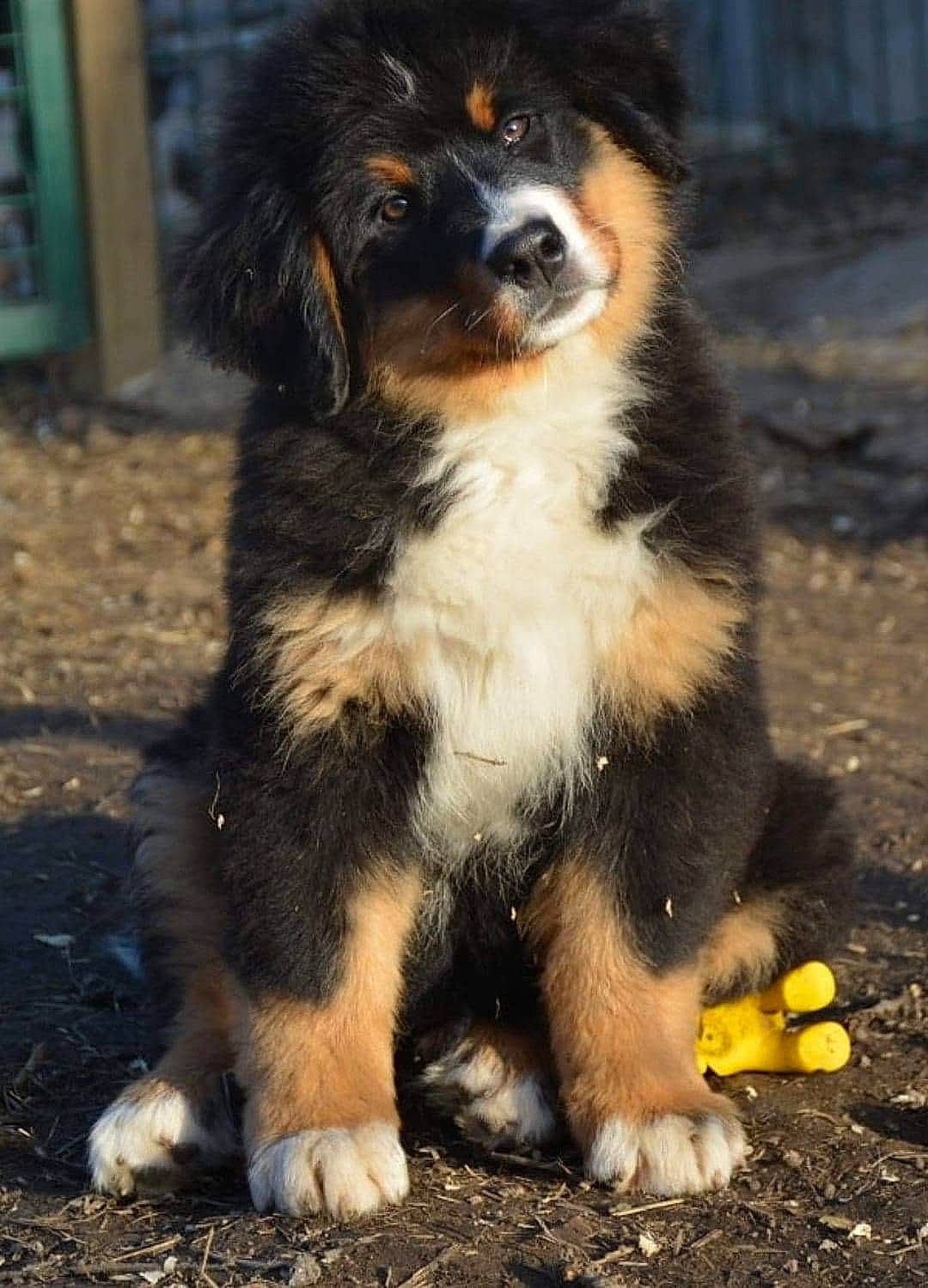 Oly a rejoint le concours — aidez-le/la à gagner de superbes lots ! australian_shepherd, bernese_mountain_dog, border_collie, carnivore, companion_dog, dog, dog_breed, fur, herding_dog, snout, soil, sporting_group, terrestrial_animal, whiskers, working_animal, working_dog