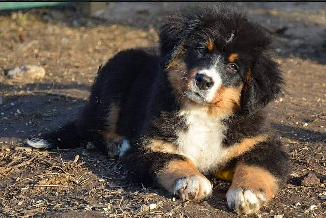 Oly a rejoint le concours — aidez-le/la à gagner de superbes lots ! canidae, carnivore, companion_dog, dog, dog_breed, fur, grass, herding_dog, snout, soil, sporting_group, terrestrial_animal, working_dog