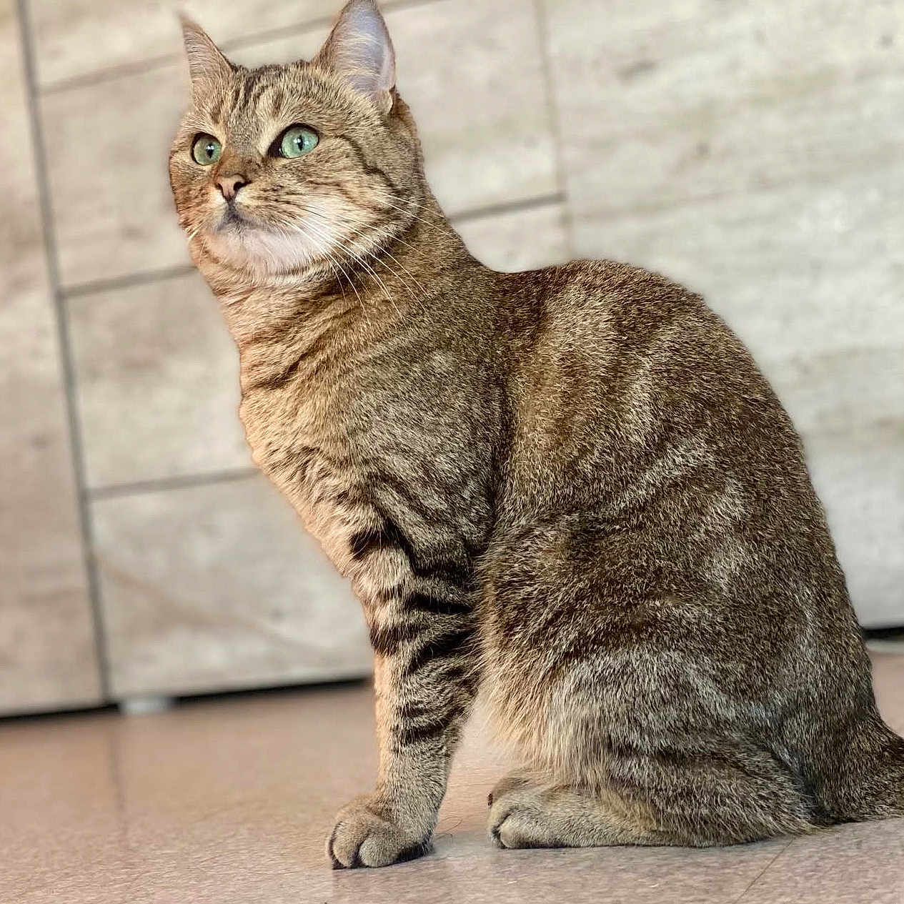 Luna participe au concours pour gagner de l'argent avec cette photo : alert, animal, cat, close_up, cute, domestic_cat, ears, feline, floor, fur, green_eyes, indoor, mammal, pet, portrait, side_view, sitting, tabby, tiled_floor, whiskers