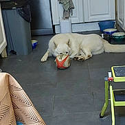 Sonic a rejoint le concours — aidez-le/la à gagner de superbes lots ! dog, white_dog, rugby_ball, floor, kitchen, cabinet, trash_bin, bowl, towel, step_stool, tile_floor, indoor, pet, animal, paw, mouth, relaxed, home, domestic, playful