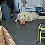 dog, white_dog, rugby_ball, floor, kitchen, cabinet, trash_bin, bowl, towel, step_stool, tile_floor, indoor, pet, animal, paw, mouth, relaxed, home, domestic, playful