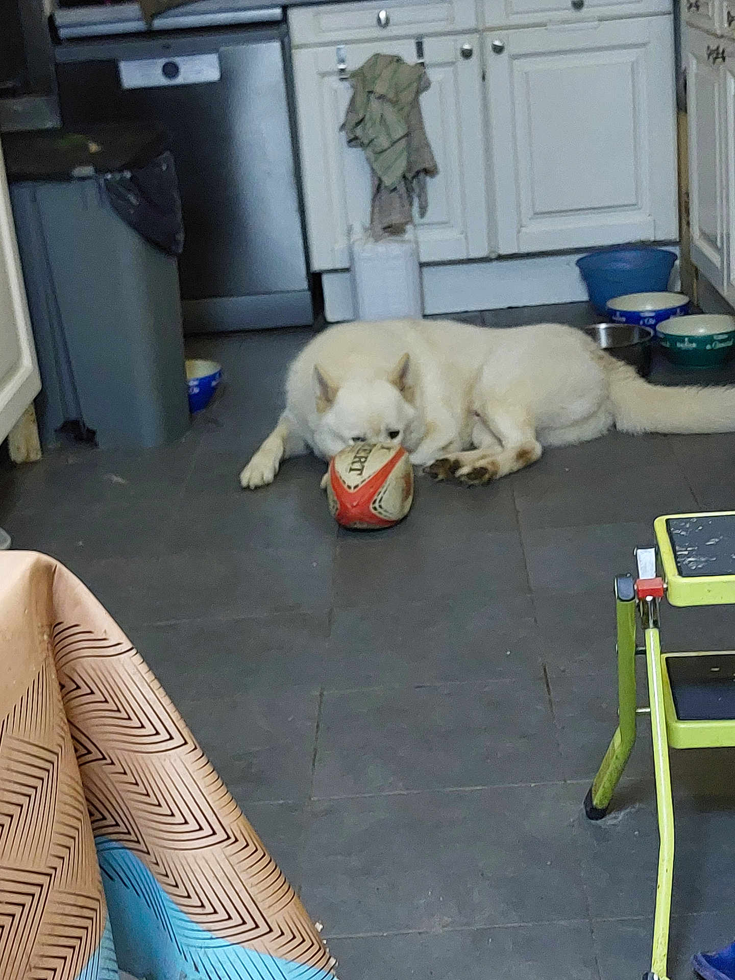 Sonic a rejoint le concours — aidez-le/la à gagner de superbes lots ! dog, white_dog, rugby_ball, floor, kitchen, cabinet, trash_bin, bowl, towel, step_stool, tile_floor, indoor, pet, animal, paw, mouth, relaxed, home, domestic, playful