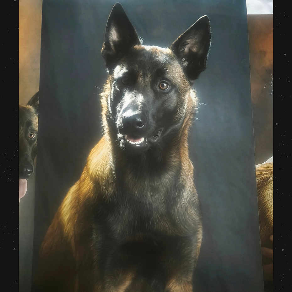 Poncho a rejoint le concours — aidez-le/la à gagner de superbes lots ! dog, painting, portrait, realistic_art, wooden_surface, photo_strip, plastic_wrap, dark_background, animal_art, canine, artwork, photorealistic, studio_lighting, table, paper, ears, fur, face, eyes, tongue