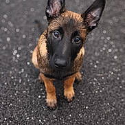A'Poncho participe au concours pour gagner de l'argent avec cette photo : dog, puppy, belgian_malinois, pet, animal, portrait, close_up, upright_ears, black_and_tan, brown_fur, black_mask, large_ears, curious, looking_at_camera, indoor, floor, bokeh, soft_focus, centered_composition, photography
