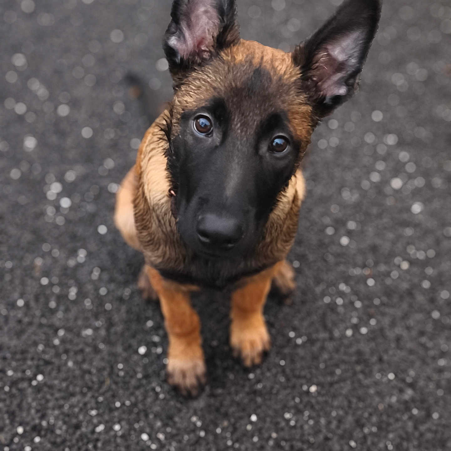 A'Poncho participe au concours pour gagner de l'argent avec cette photo : dog, puppy, belgian_malinois, pet, animal, portrait, close_up, upright_ears, black_and_tan, brown_fur, black_mask, large_ears, curious, looking_at_camera, indoor, floor, bokeh, soft_focus, centered_composition, photography