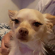 Aarow is registered to the contest to win money with this photo: animal, bedroom, casual, close_up, cute, dog, ears, face, false_eyelashes, fur, indoor, light_fur, net_storage, nose, person_hand, pet, plush_toys, small_dog, unimpressed, whiskers