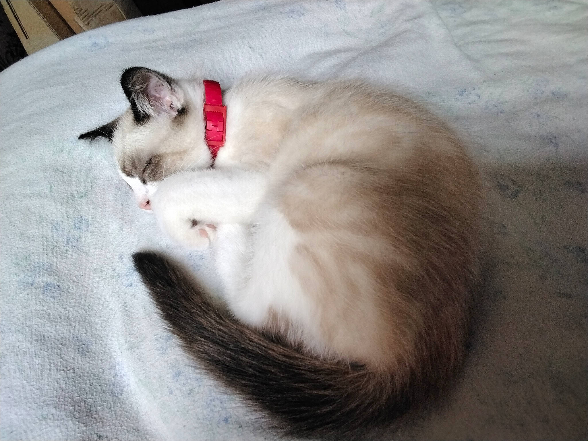 Gizmo a rejoint le concours — aidez-le/la à gagner de superbes lots ! carnivore, cat, claw, comfort, domestic_short_haired_cat, fawn, felidae, fur, nap, paw, small_to_medium_sized_cats, snout, tail, whiskers