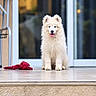 Snow a rejoint le concours — aidez-le/la à gagner de superbes lots ! puppy, dog, white_fur, fluffy, sitting, tongue_out, perked_ears, pet, animal, portrait, outdoor, doorstep, entrance, glass_door, reflection, plush_toy, red_toy, home, happy, adorable