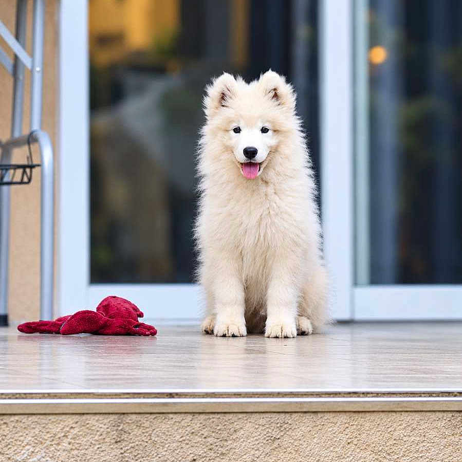 Snow a rejoint le concours — aidez-le/la à gagner de superbes lots ! puppy, dog, white_fur, fluffy, sitting, tongue_out, perked_ears, pet, animal, portrait, outdoor, doorstep, entrance, glass_door, reflection, plush_toy, red_toy, home, happy, adorable