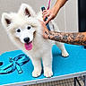 puppy, dog, white_fur, fluffy, tongue_out, standing, grooming, grooming_table, leash, harness, pink_leash, blue_surface, pet_care, groomer, tattoo, human_arm, indoor, portrait, cute, happy