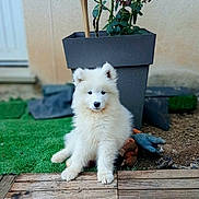 Snow a rejoint le concours — aidez-le/la à gagner de superbes lots ! puppy, dog, white_fur, fluffy, sitting, portrait, outdoor, garden, potted_plant, flowerpot, wooden_deck, grass, toy, cute, animal, pet, canine, front_facing, blue_eyes, natural_light