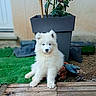 puppy, dog, white_fur, fluffy, sitting, portrait, outdoor, garden, potted_plant, flowerpot, wooden_deck, grass, toy, cute, animal, pet, canine, front_facing, blue_eyes, natural_light