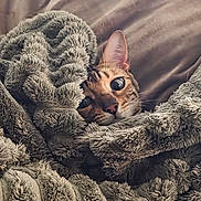 Vanille participe au concours pour gagner de l'argent avec cette photo : cat, blanket, fur, cozy, indoor, pet, curious, snuggle, couch, soft, relaxing, comfort, animal, ears, whiskers, face, home, feline, cute, resting