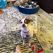 Esther joined the competition — help win amazing prizes! animal, carpet, collar, colorful, cozy, dog, dog_bed, floor, foot, furniture, home, indoor, patterned, pet, pillow, rug, small_dog, sock, tag, textile