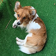 Yukki participe au concours pour gagner de l'argent avec cette photo : dog, brown_and_white, curled_up, artificial_grass, outdoor, pet, canine, fur, ears, nails, leaf, stick, looking_up, small_dog, resting, animal, cute, domestic_animal, nature, green_background