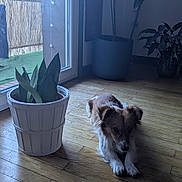 Yukki a rejoint le concours — aidez-le/la à gagner de superbes lots ! dog, indoor, wooden_floor, potted_plant, window, natural_light, plant, home, flooring, pet, brown, white, relaxing, calm, corner, decor, houseplant, sunlight, quiet, domestic