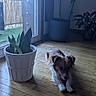 dog, indoor, wooden_floor, potted_plant, window, natural_light, plant, home, flooring, pet, brown, white, relaxing, calm, corner, decor, houseplant, sunlight, quiet, domestic