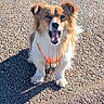 dog, small_dog, orange_harness, sitting, outdoor, gravel, shadow, sunlight, pet, animal, fur, ears, mouth_open, happy, cute, daylight, leash, canine, tongue, alert